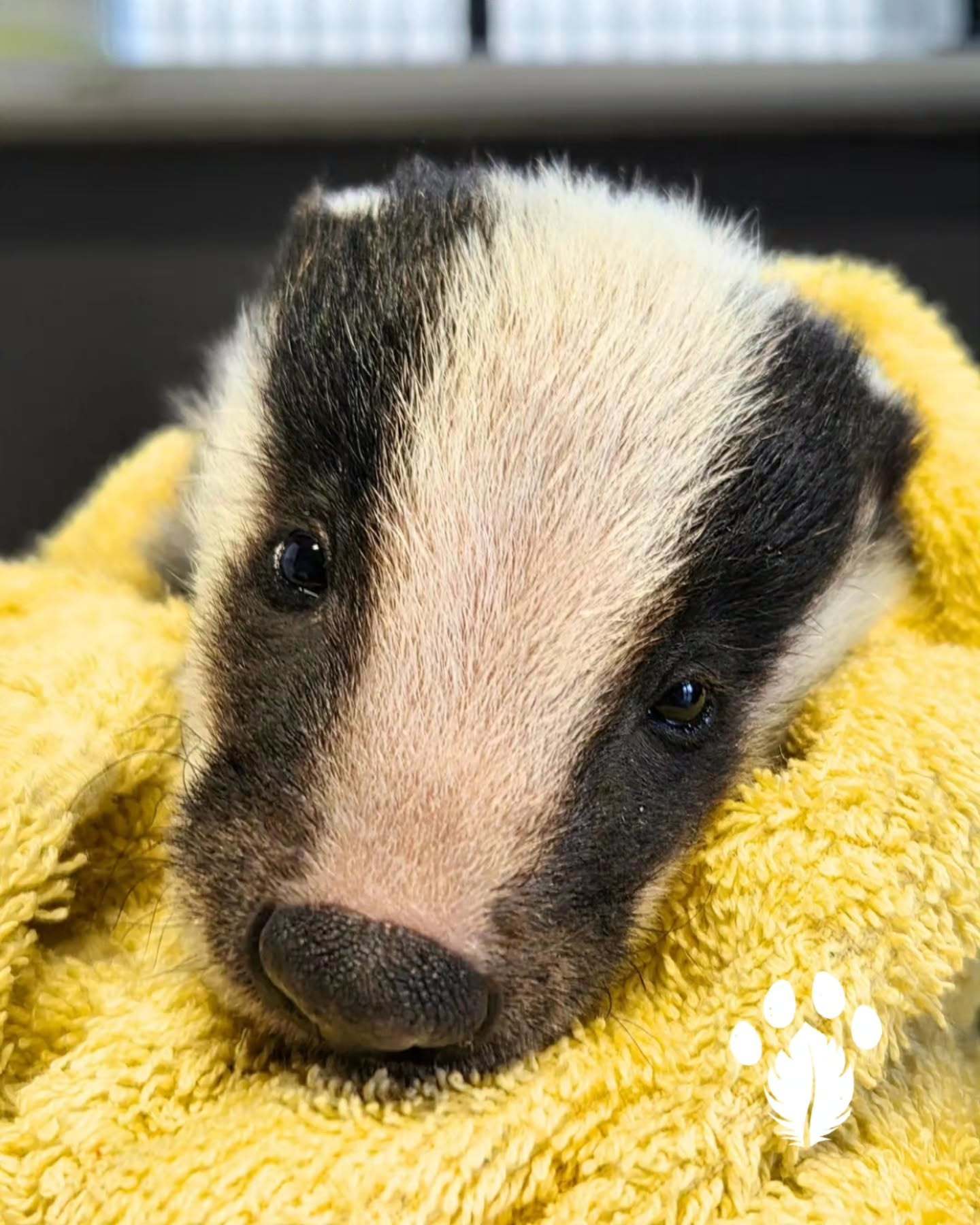 獾 宝宝你是一颗奶香味的迷你小葵花籽儿【ins：kildarewildlifer