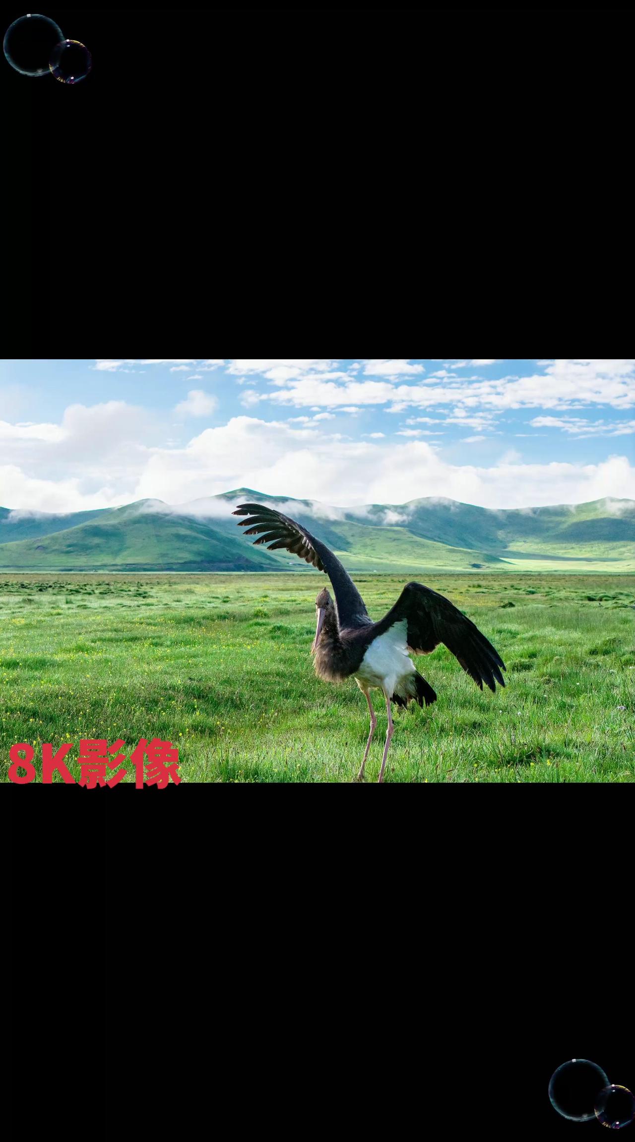 在祁连山腹地的海子湿地，鸟中大熊猫——黑鹳在风景如画的仙境中翩翩起舞……

祁连