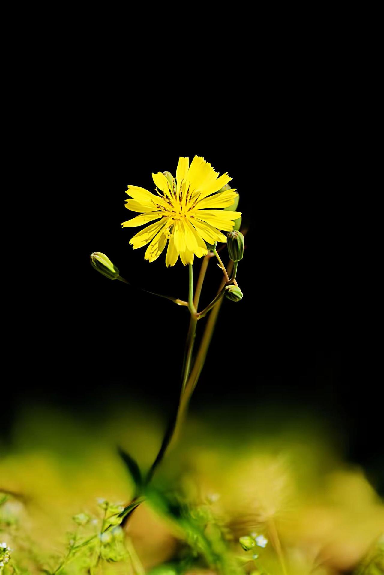 独自芬芳。摄影分享 摄影 我的摄影日记 独自芬芳的野花