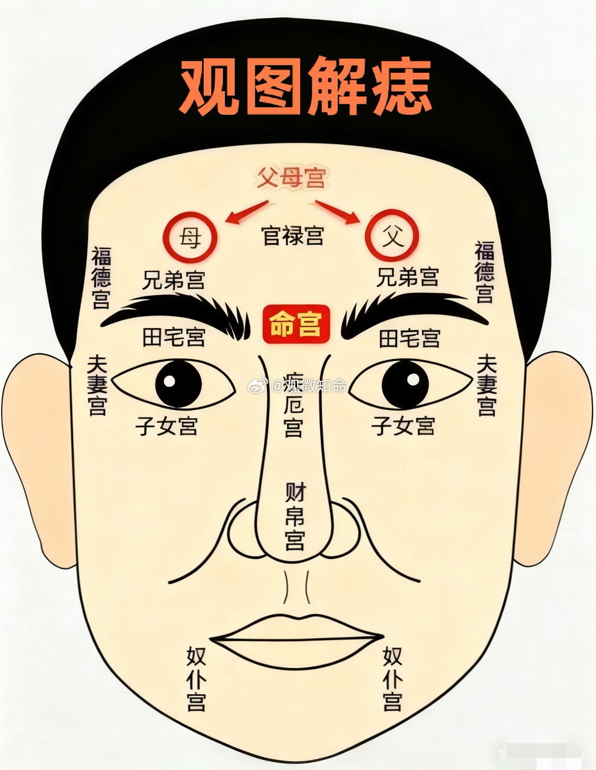面相小课堂：父母宫，看长辈缘分与早年根基🍃父母宫位于额头左右日月角，代表与长辈