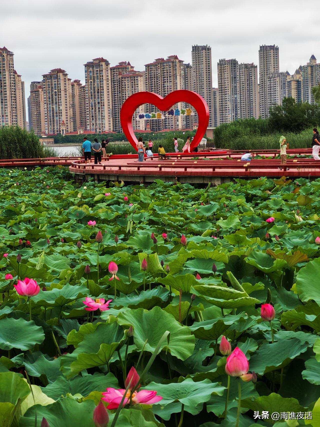 龙子湖公园随拍龙子湖东公园的荷花盛开，端午节期间不少市民前来赏荷打卡。经过两年多