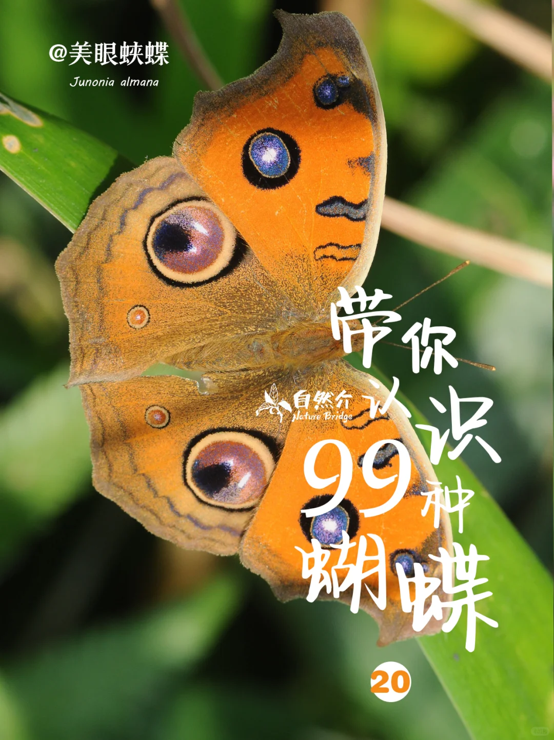 带你认识99种蝴蝶