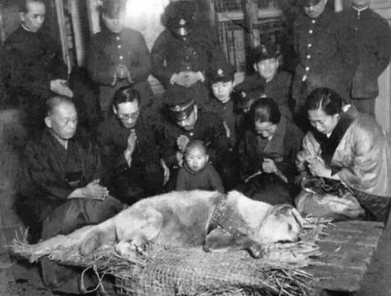 忠犬八公最后的照片，1935年。
大家是否看过日本电影《忠犬八公物语》？平淡的叙