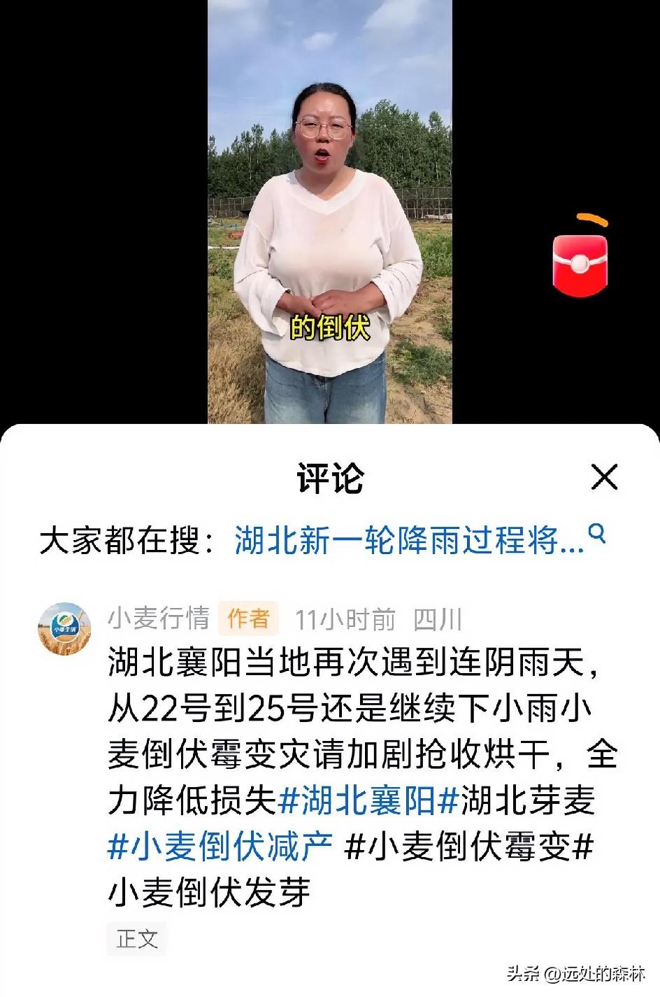 襄阳夏收，正在和老天爷抢时间！呼叫外地收割机支援
不止襄州，樊城、襄城、老河口、