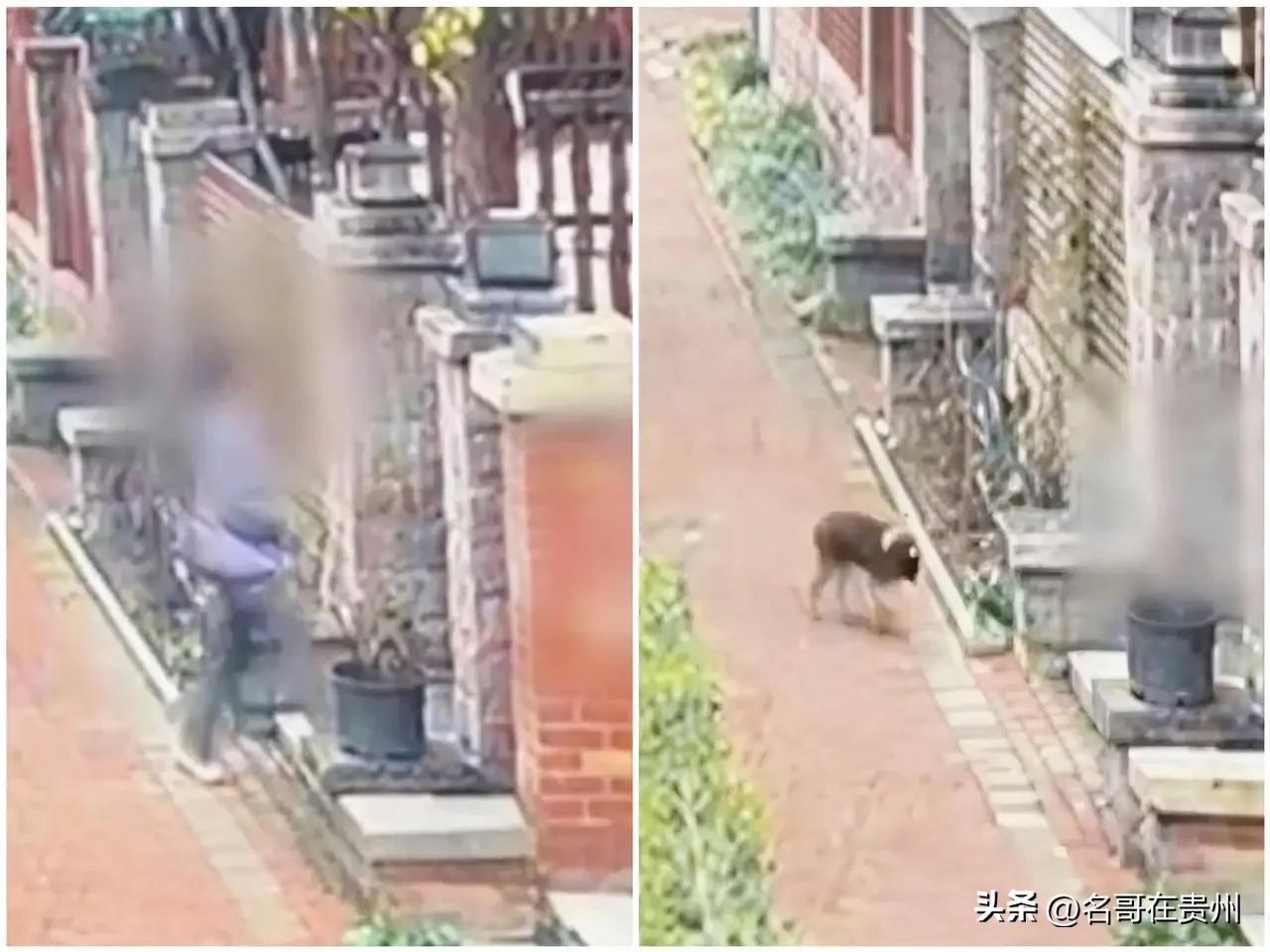 下楼赶狗被咬！3天后狗死了，女子确诊最高级暴露，医生：太险了

河南焦作的辛女士