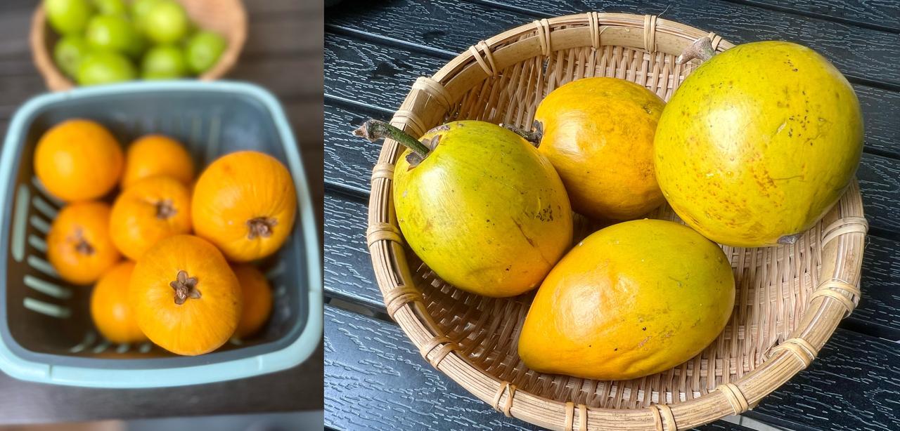 一颗鸡蛋果的故事，2026年的新滋味

今年过年之后，我丈夫从老家回来，给我带了