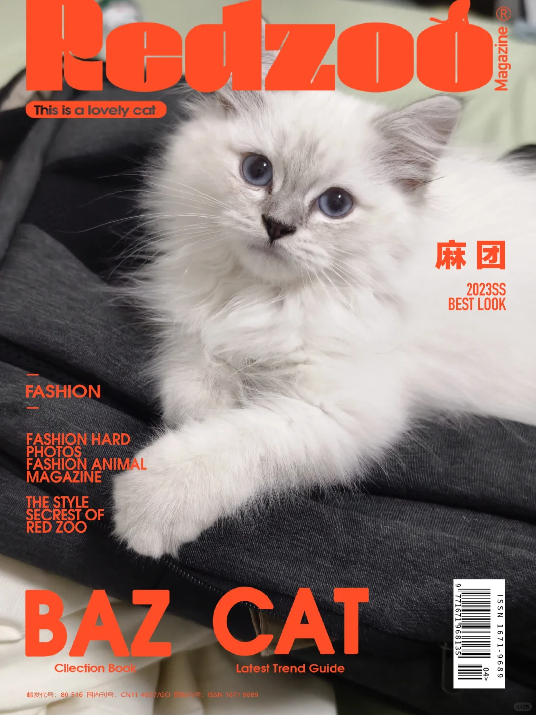我的小猫咪长大啦