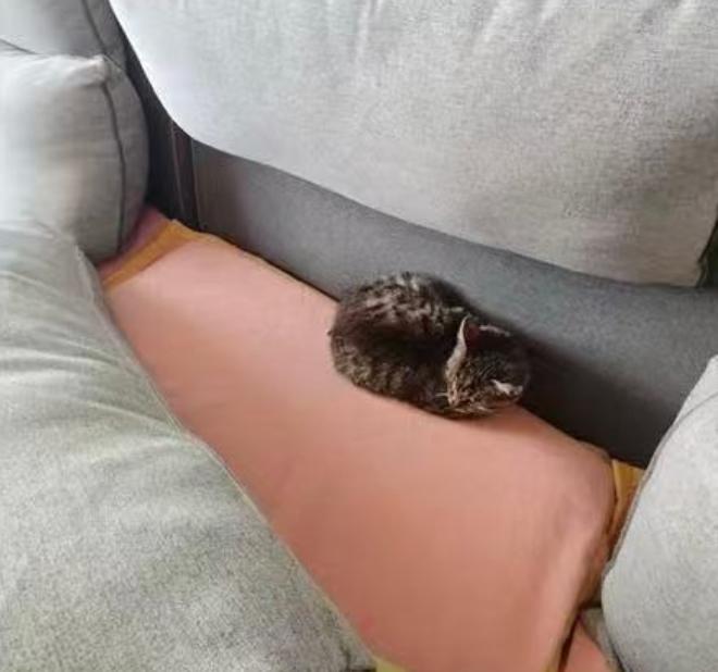 15766只狸一头猪的诞生。 