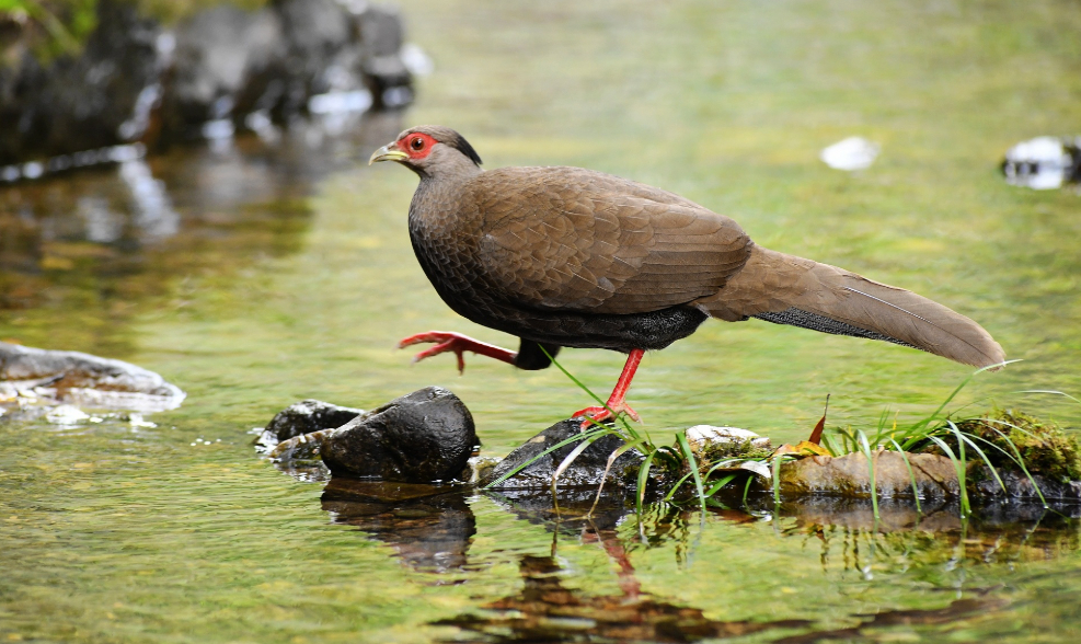 邂逅白鹇小仙女！红冠赤足，褐羽轻扬，静立水中如画国家二级保护动物，优雅灵动似精灵