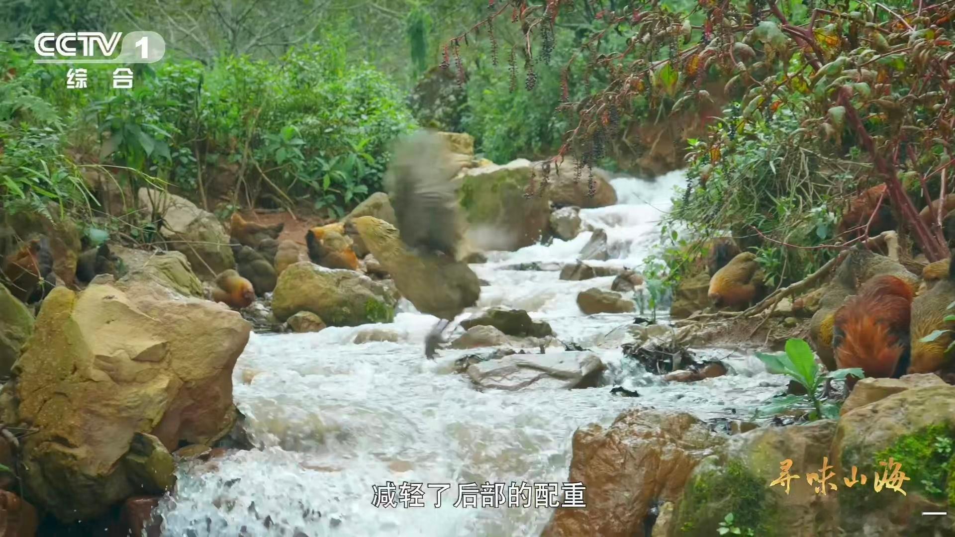 中国人新石器时代就驯养鸡了第一次听说云南瓢鸡这么特别的鸡！作为云南六大名鸡，它缺