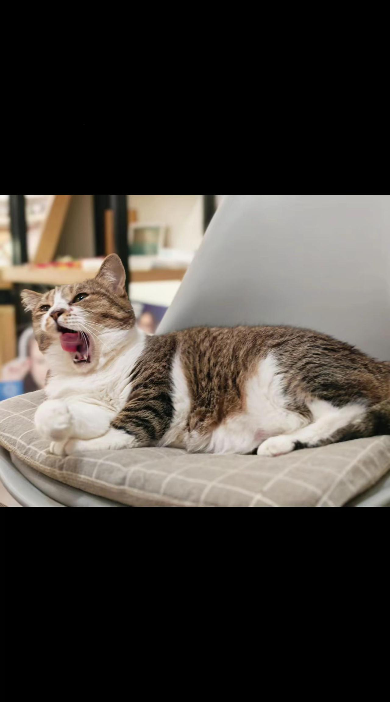 猫咪的精神状态很稳定