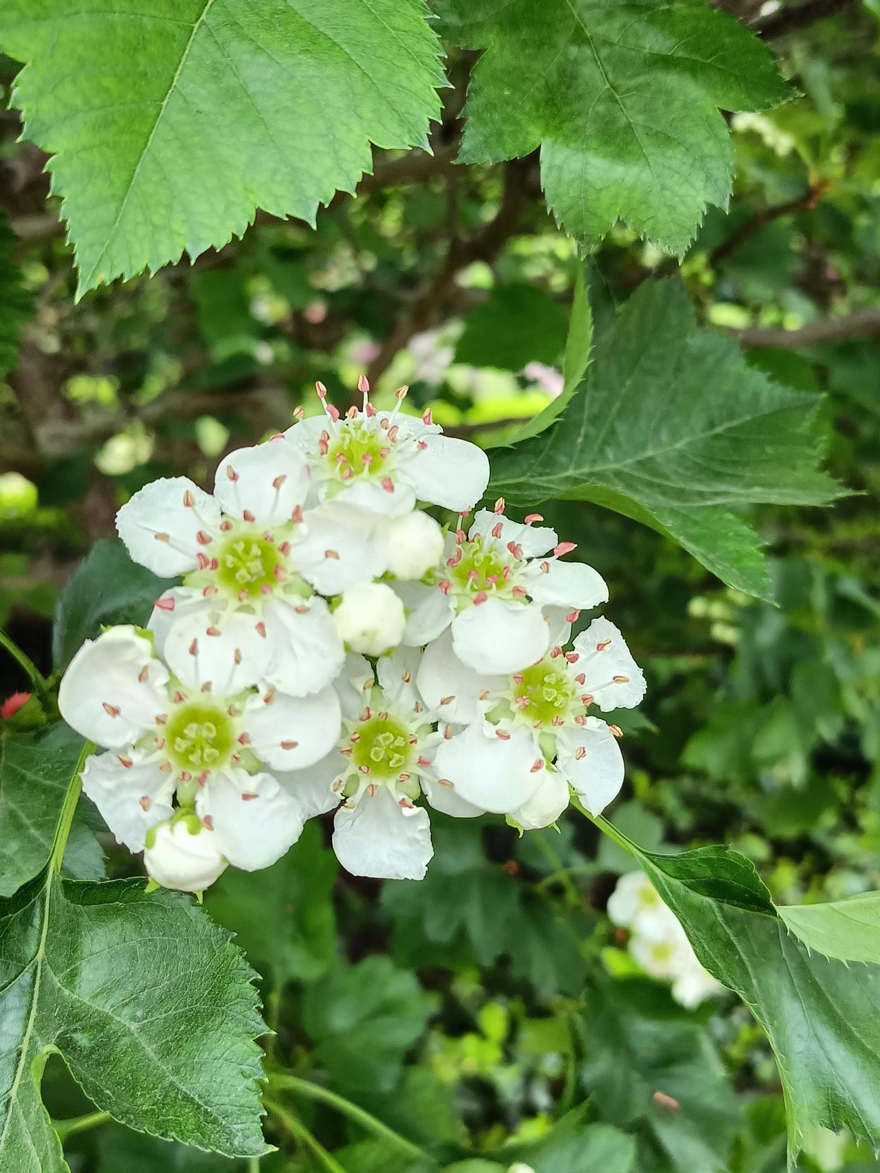 山楂花初开，
洁白的花朵，
清新淡雅。
