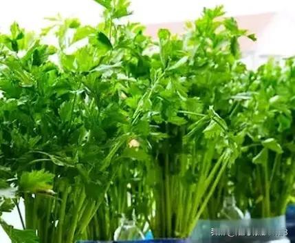 营养很高的10蔬菜
有的人不一定喜欢
第一名:韭菜
第二名:香菜
第三名:油菜