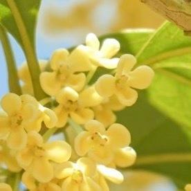 0000桂花种植方法：一、选择时间：在种植桂花之前，有必要知道最合适的时间，春天
