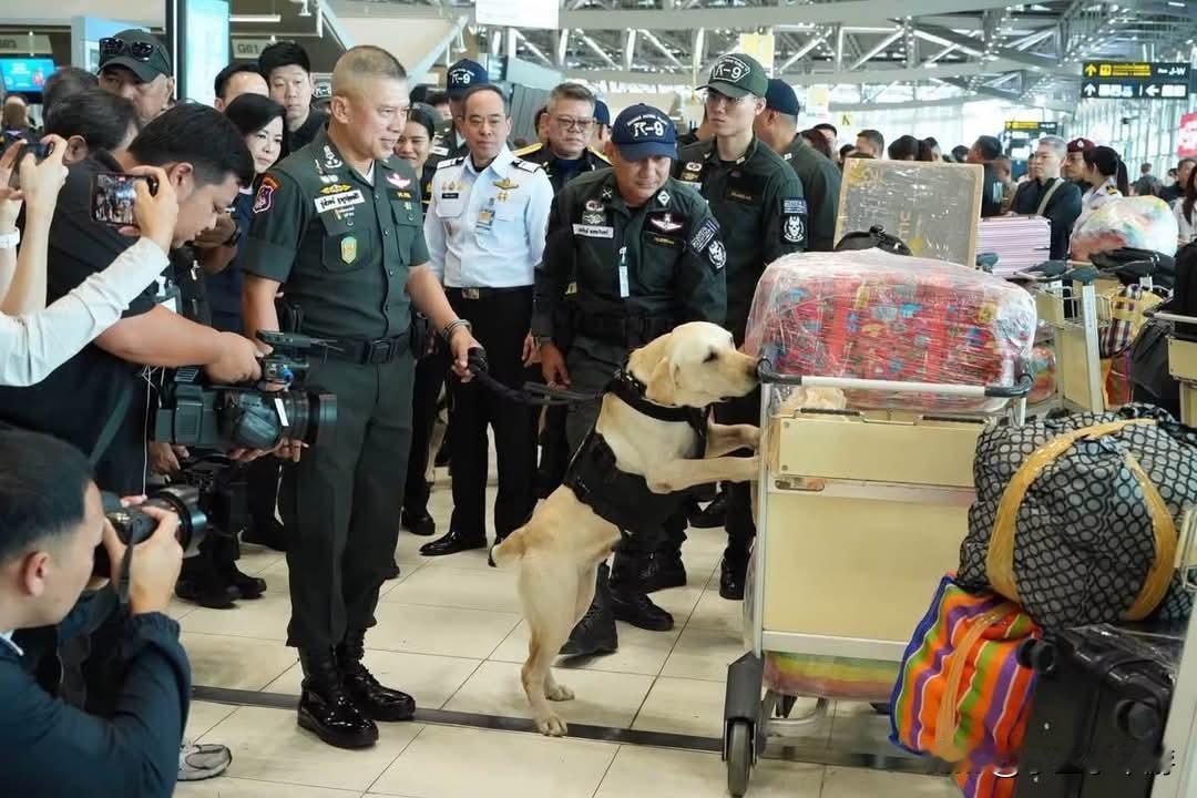 🐕‍🦺✈️海关、边境巡逻警察联合素万那普机场！启动「Scent Enforc