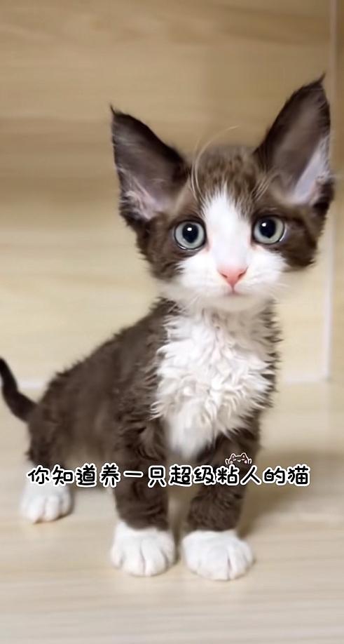 我家猫咪在我心里最可爱，但德文猫是真的太漂亮了[呲牙]