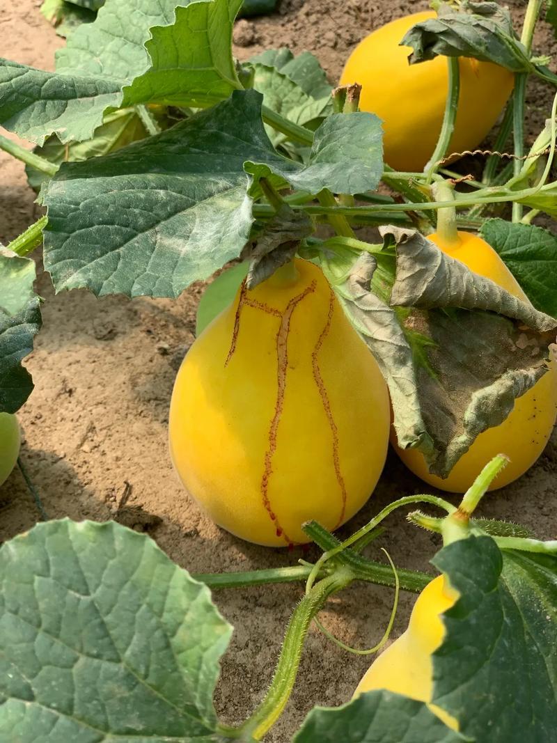 3月31日，媒体报道，浙江省舟山市的特产一上市就卖爆了，它就是舟山地理标志产品“