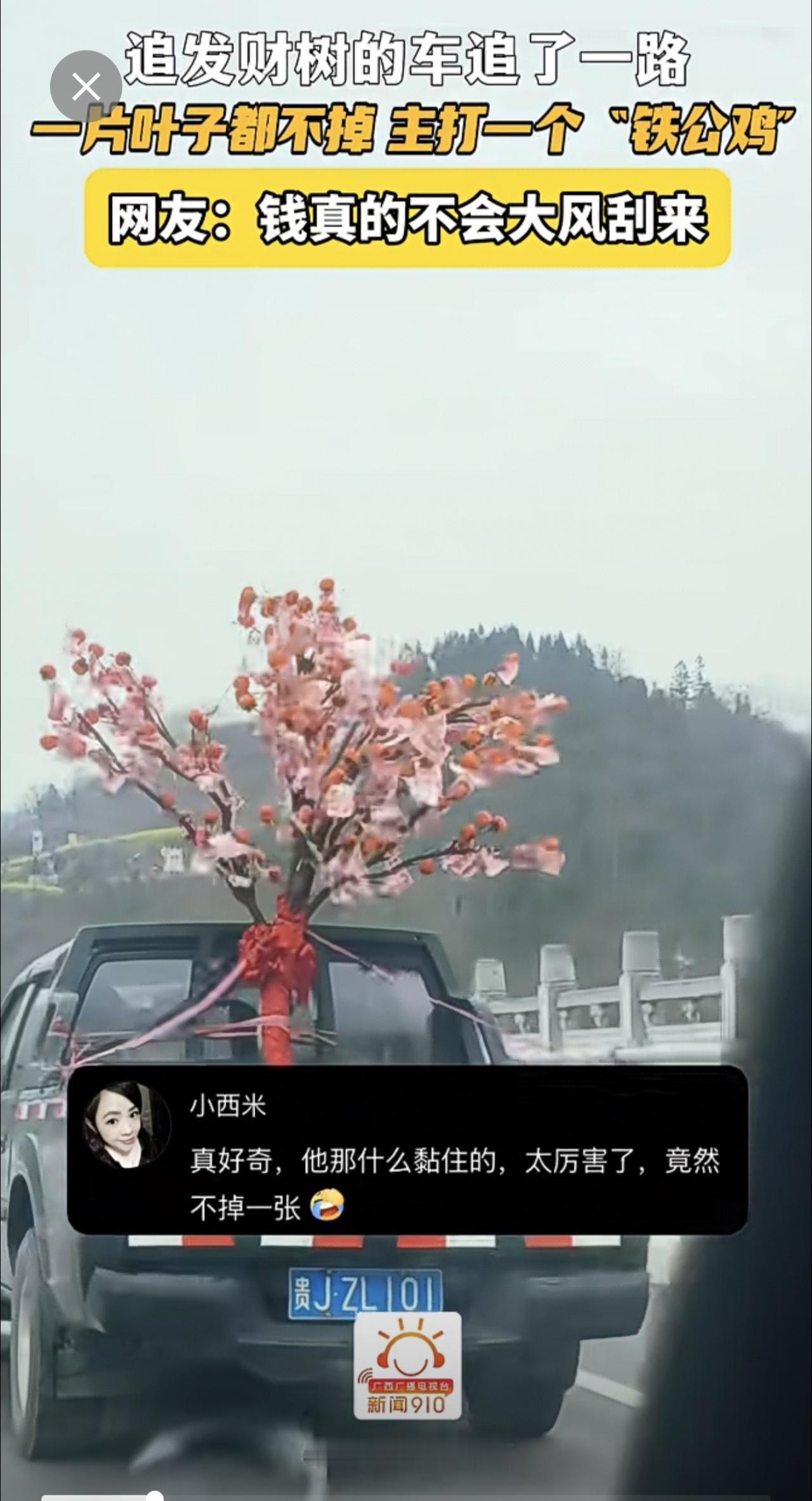 追发财树的车追了一路！一片叶子都不掉，主打一个“铁公鸡” 网友：钱真的不会大风刮