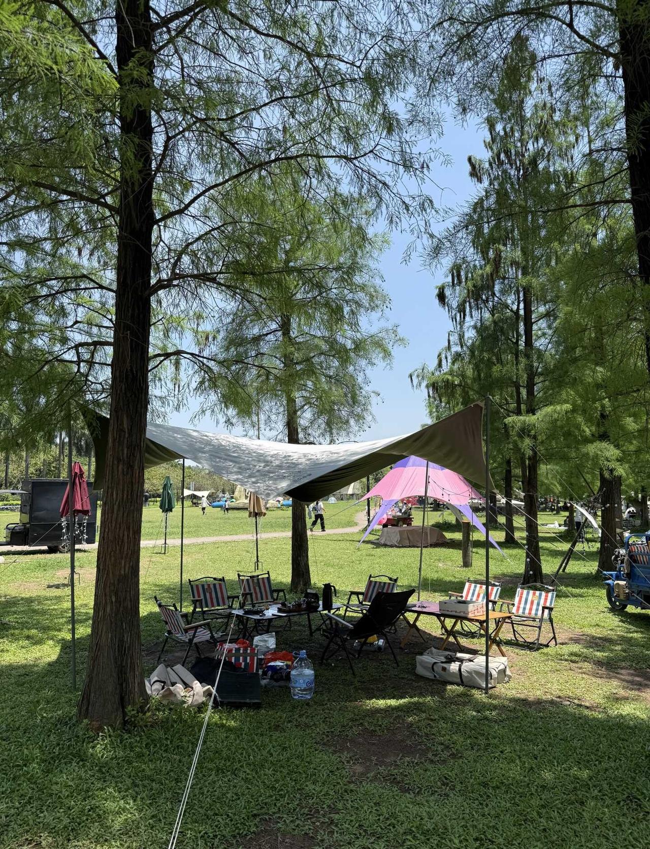 广州附近的露营好地方🏕️🏕
广州一线江景露营地，大片草🌿地，落叶🍃杉树，