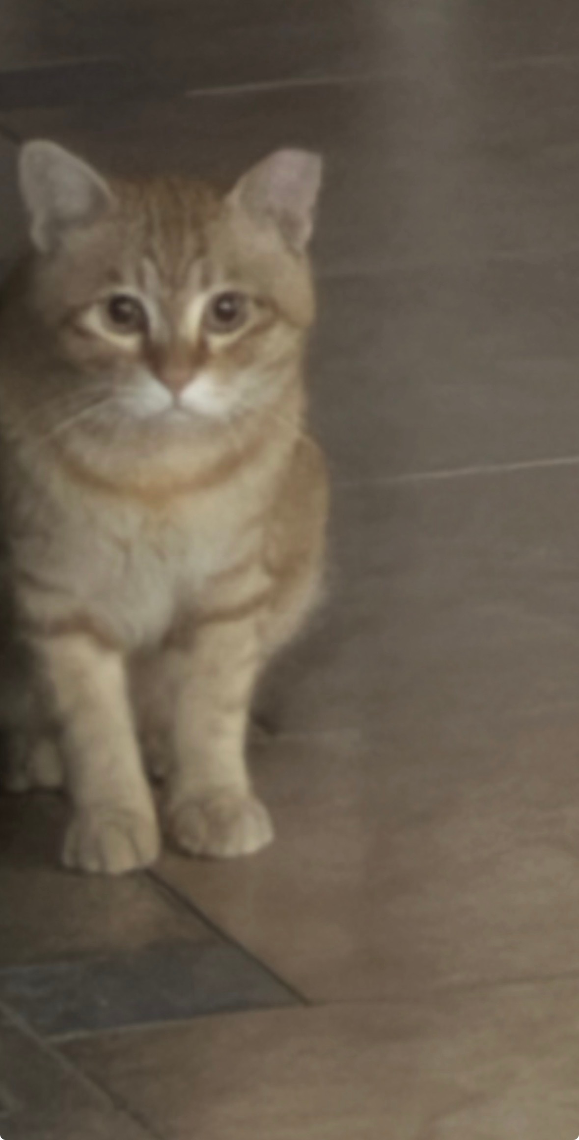 实时猫情。似乎是一只绝育放归的流浪猫，剪了耳朵。 