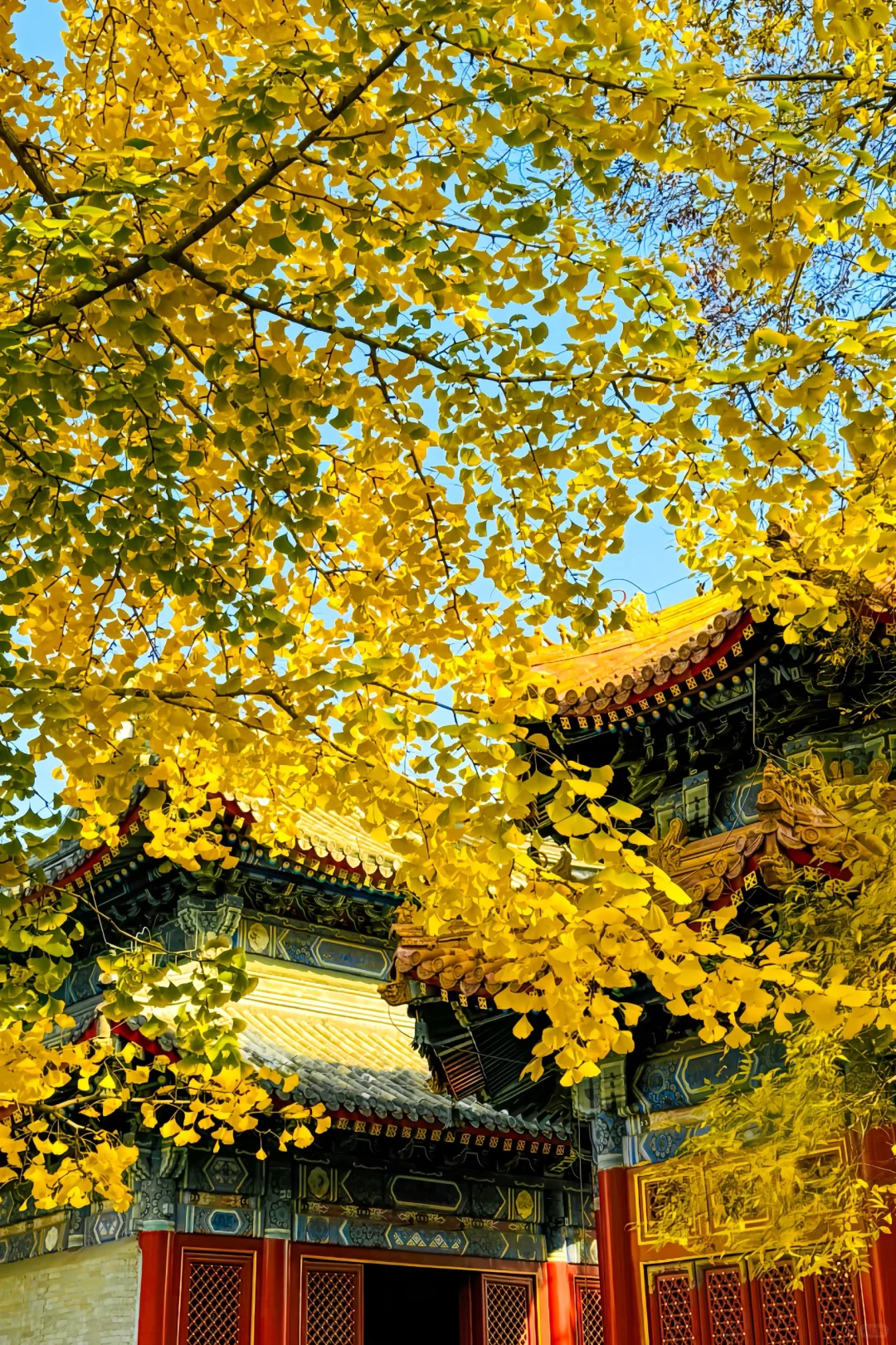 11.14持续更丨赏秋尾巴汇总，这些地方还可冲