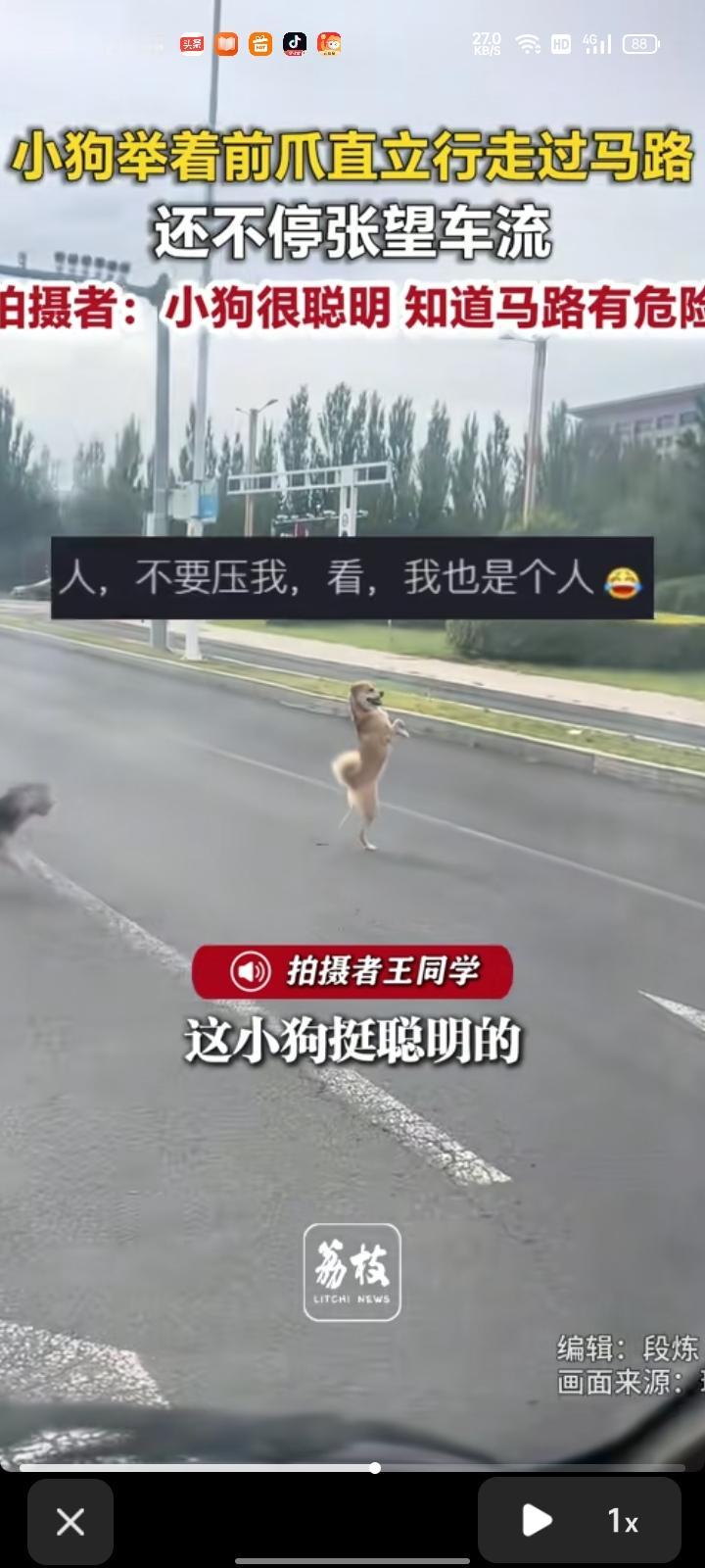 8月6日，内蒙古乌兰察布。网友晒视频称，开车时遇到小狗举着前爪过马路，还不停张望