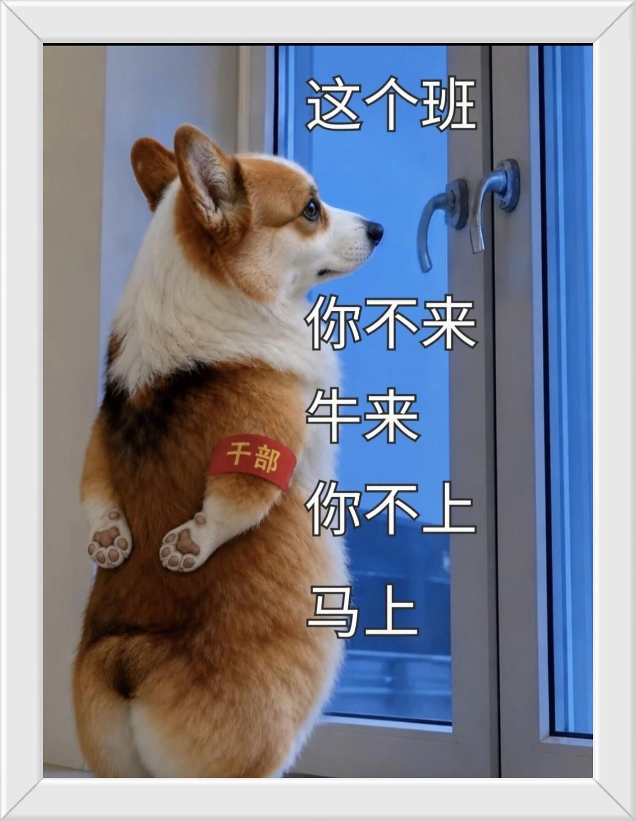 旺财说：这个班，你不来，牛来！你不上，马上！[笑哭]