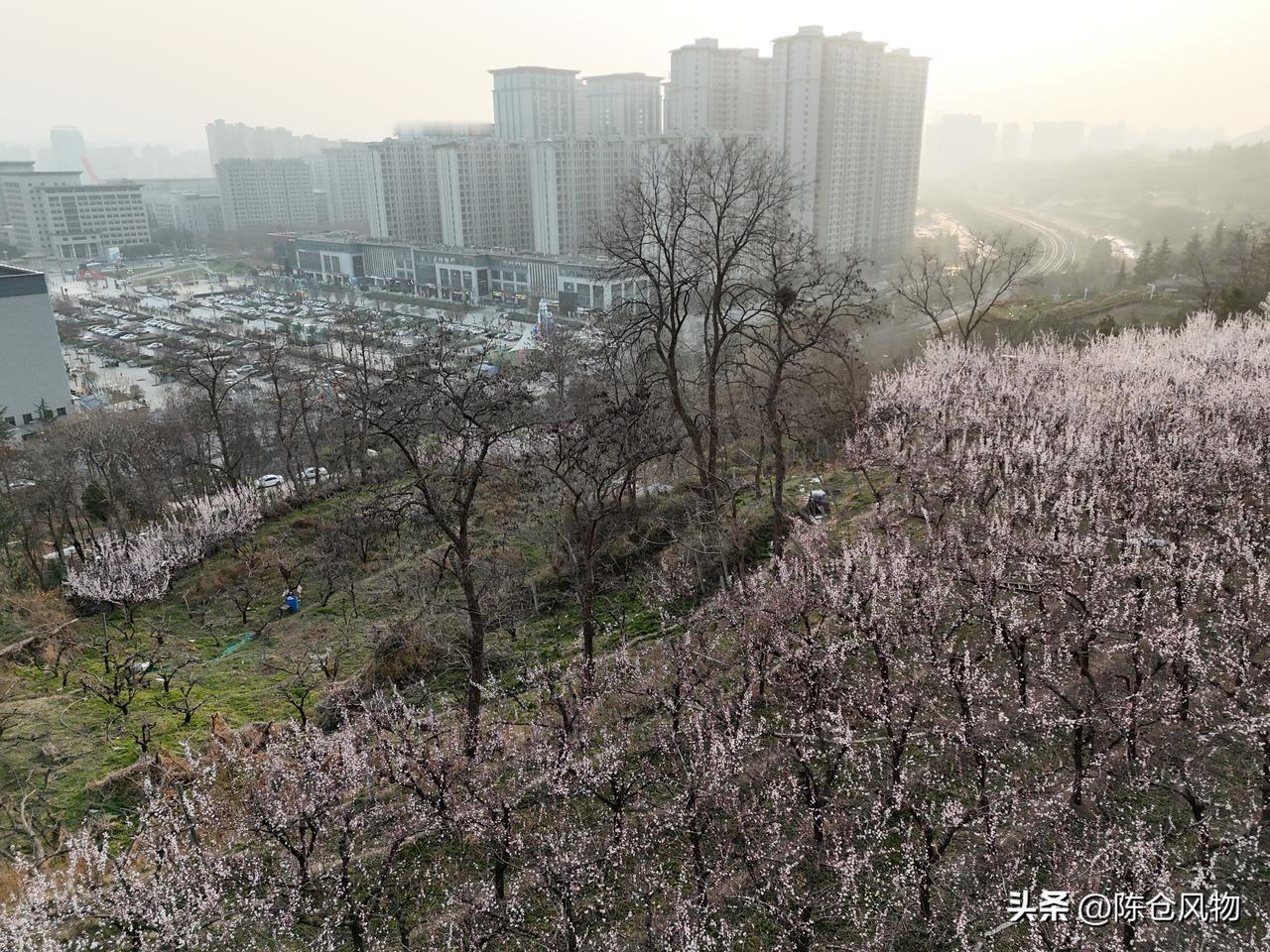 从宝鸡盛世广场东北角一条穿过铁路涵洞的小路上去，代家湾生态公园引渭渠边有片杏园，