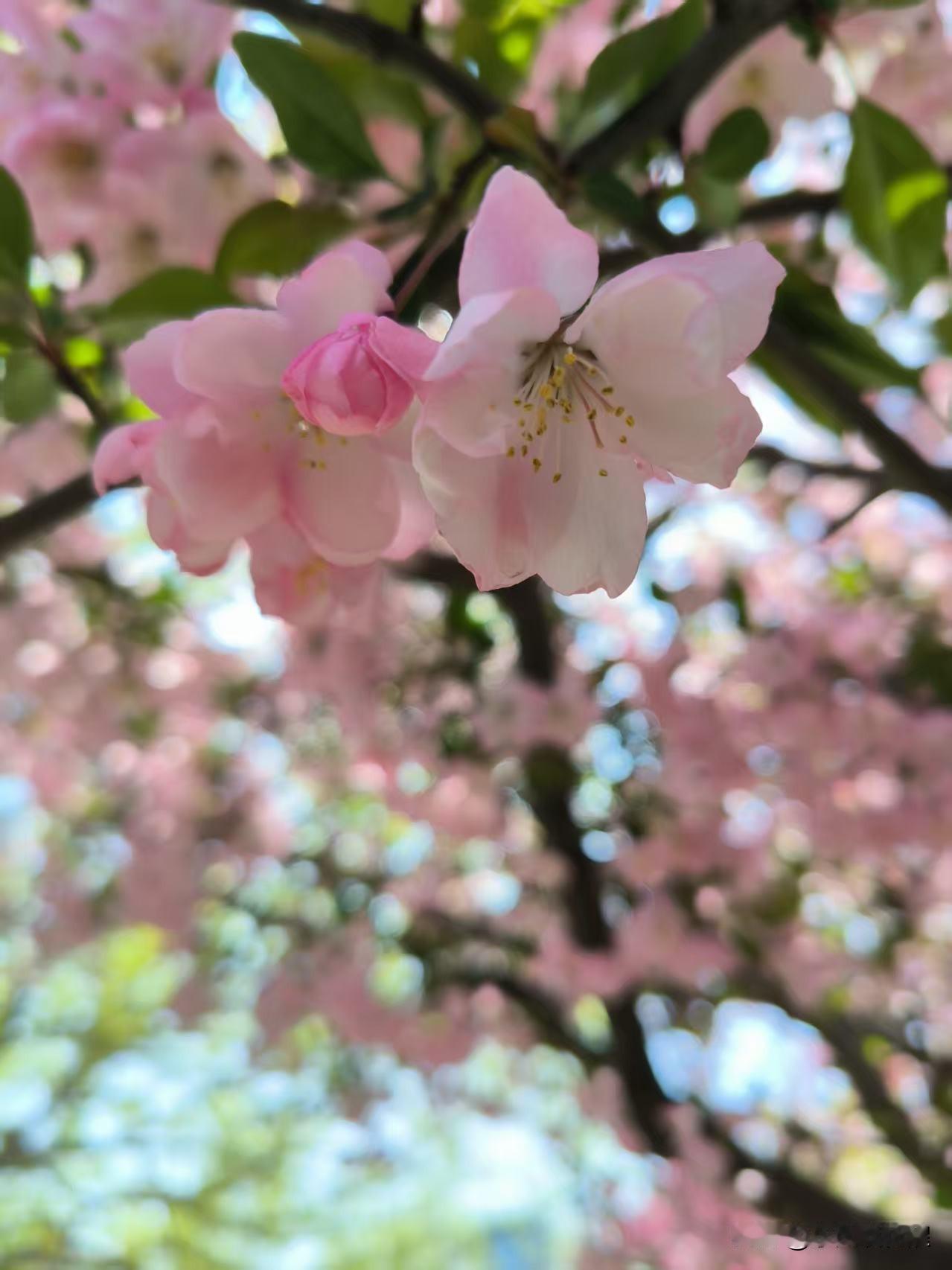 粉粉嫩嫩，玲珑通透，看着像是樱花。这是垂丝海棠，以前见的都是红粉色，这种浅粉垂丝