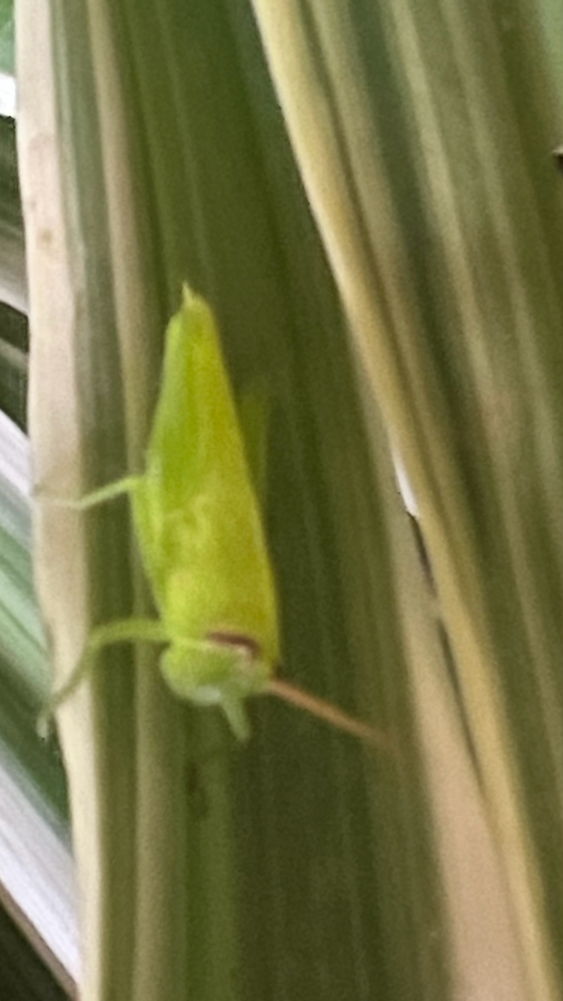 生機勃勃 