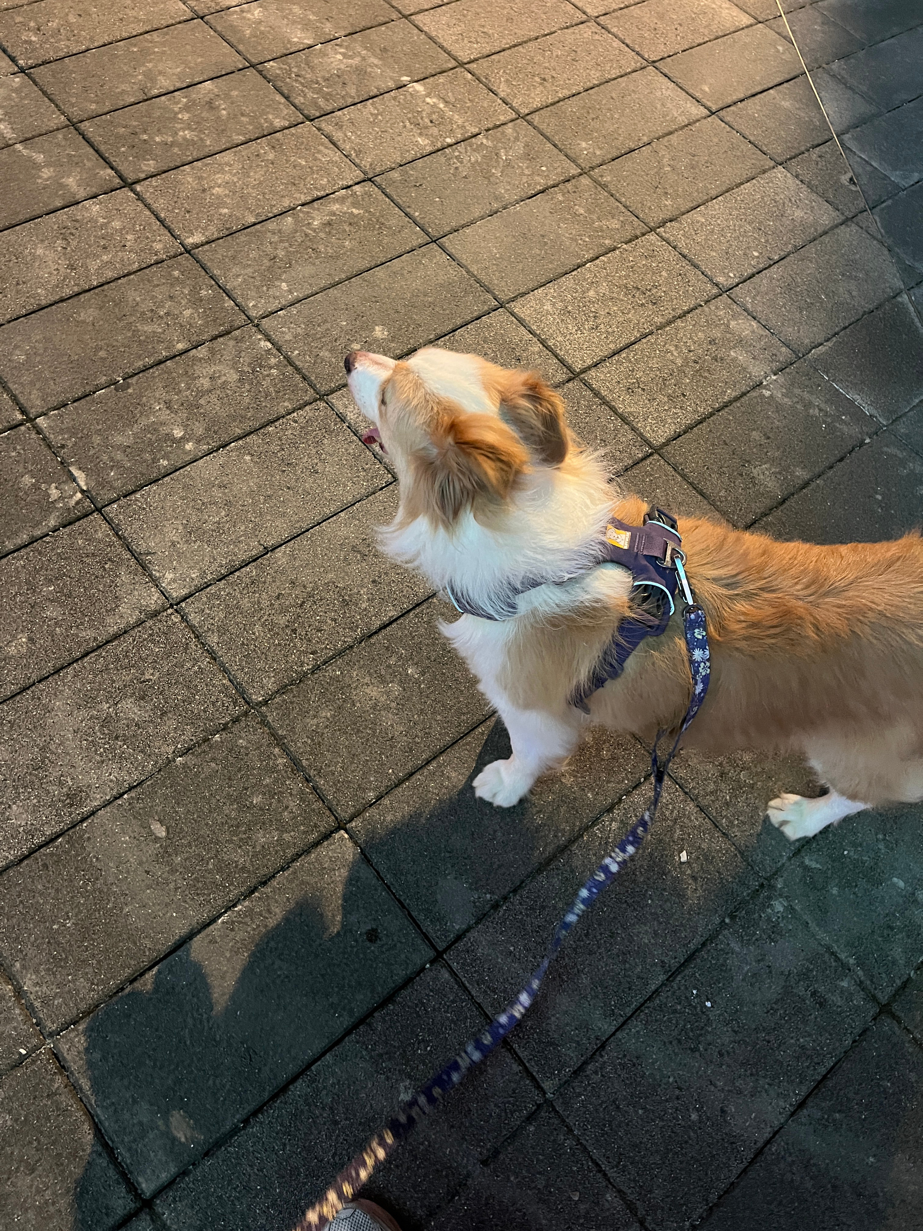 其实我根本不会养狗我只会一味溺爱然后养出一只素质不详的坏狗狗