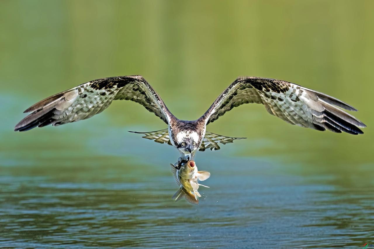 鄂鸟扑鱼
鄂鸟扑鱼一瞬间，精准神速俯冲天，
力大无比双爪抱，水中鱼儿变美餐。
鄂