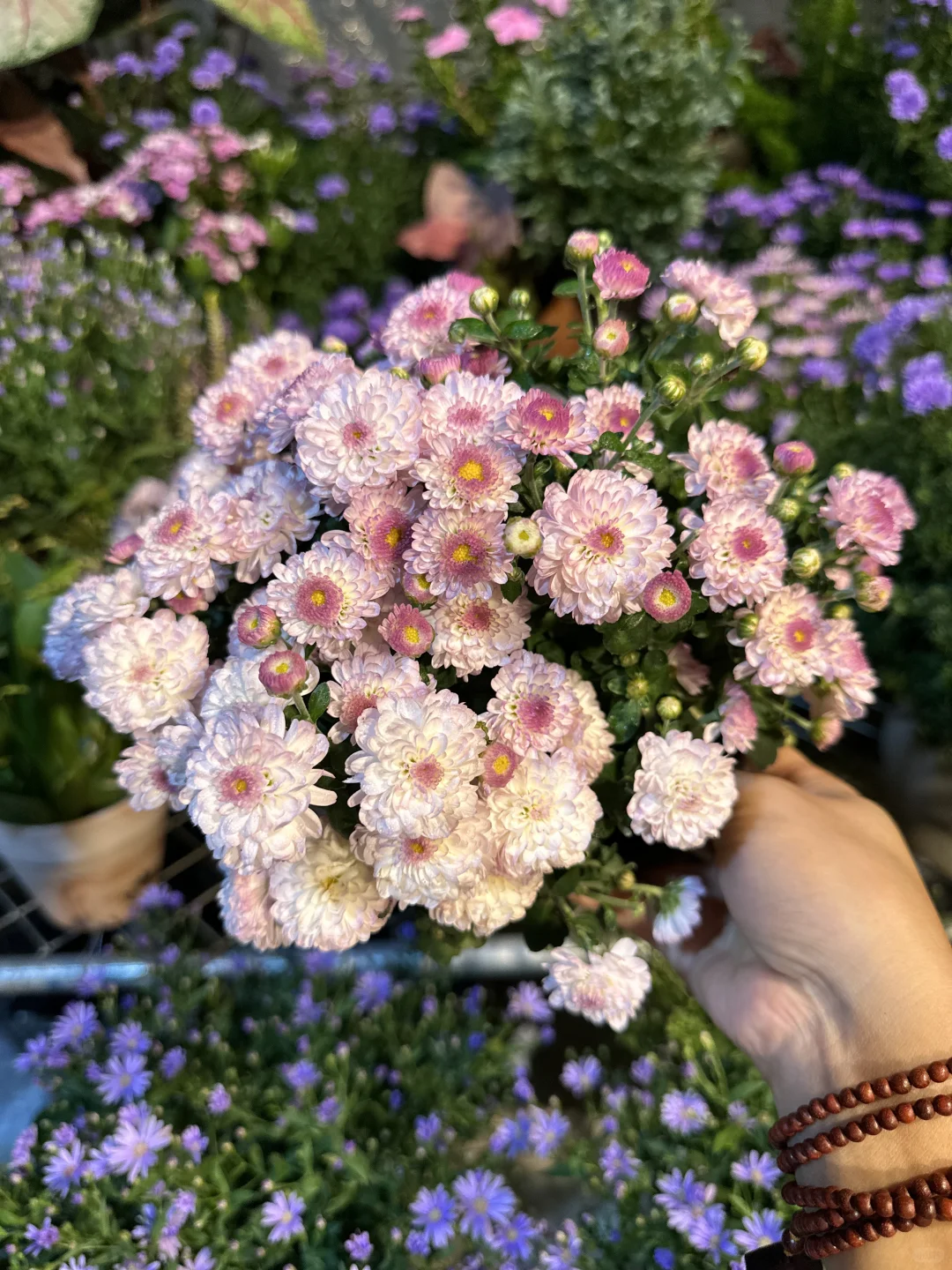 糖果菊 甜心