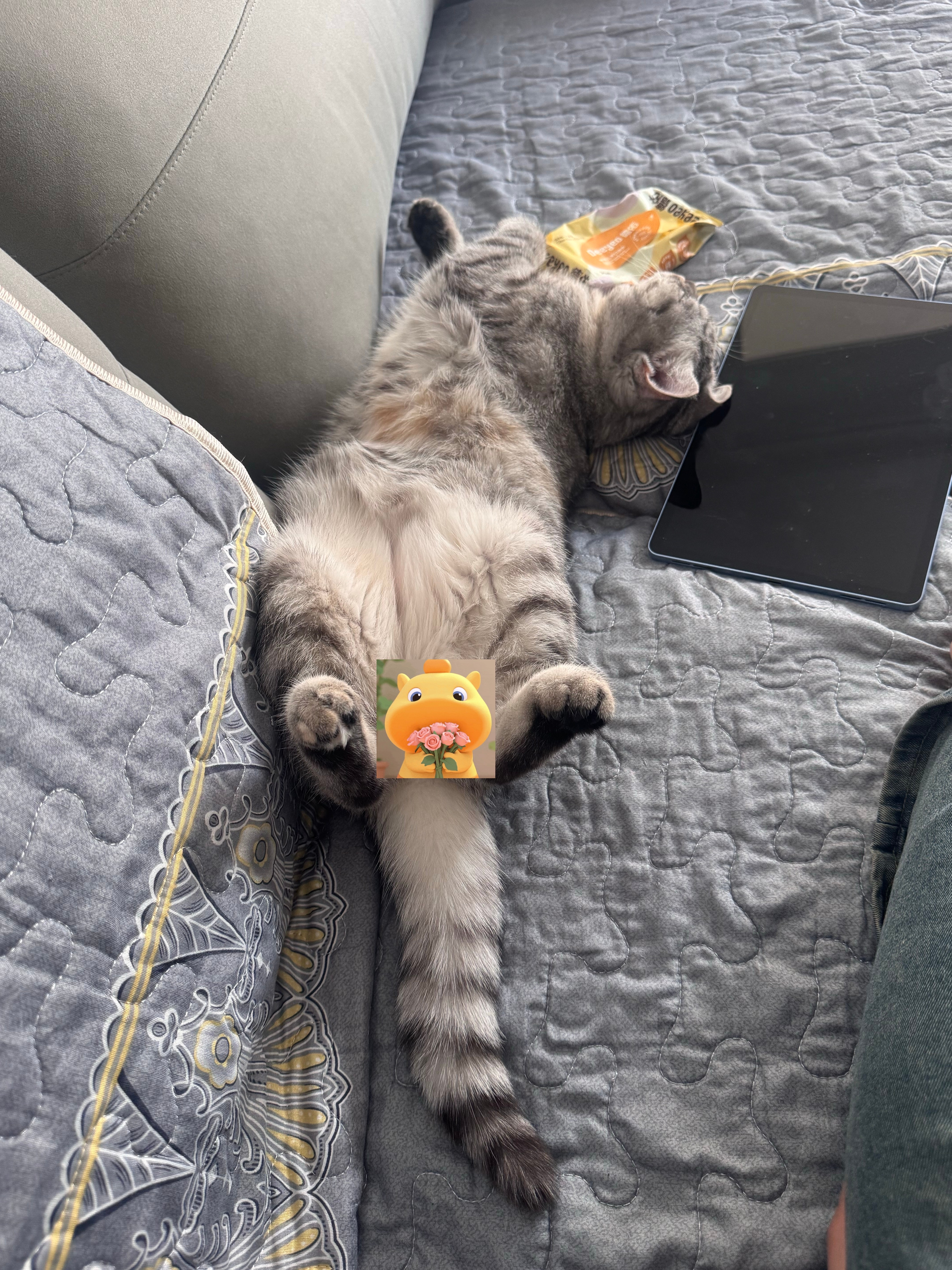 保护猫咪隐私！ 