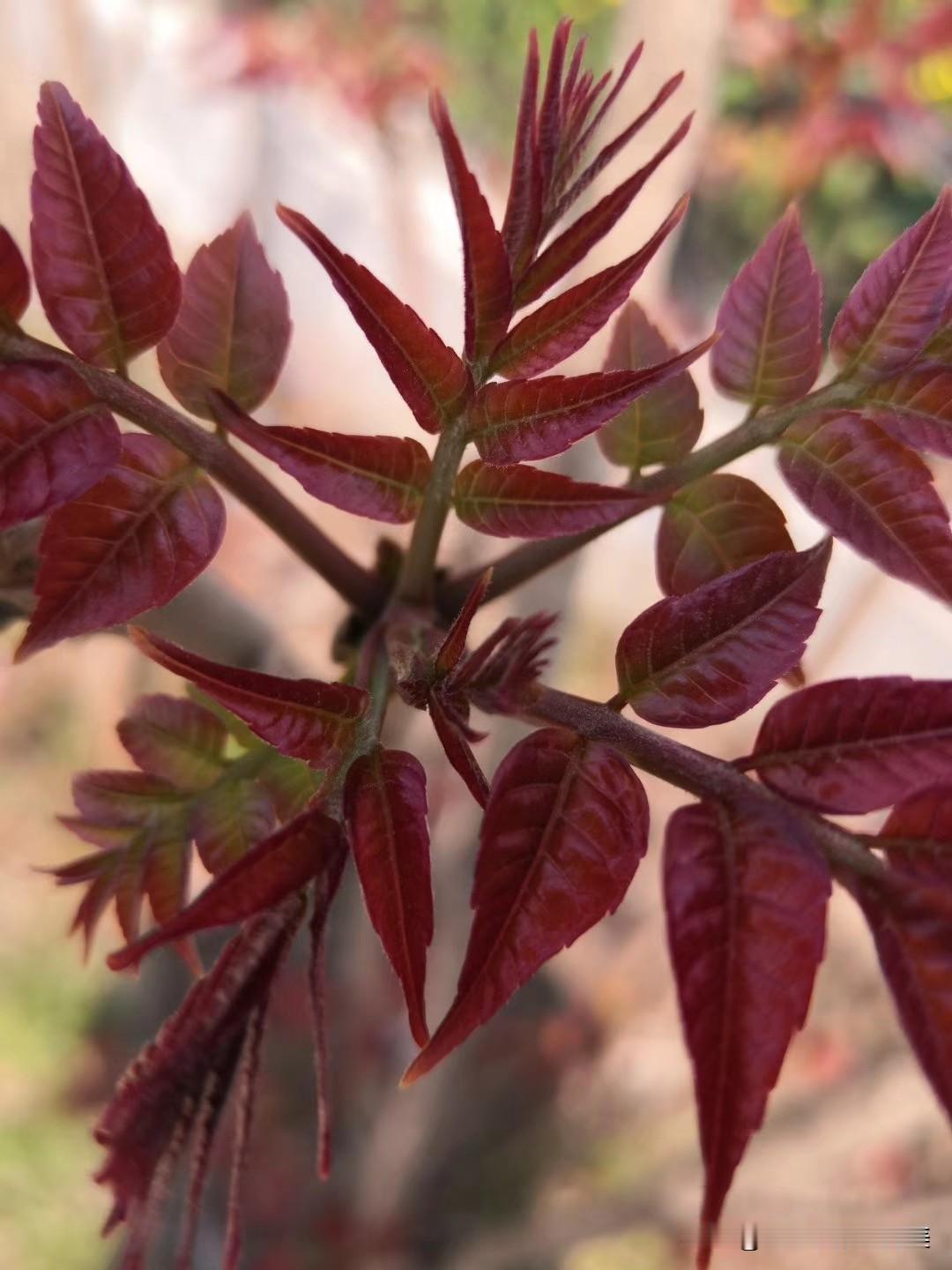 春季嫩芽初绽放、

沁人心脾飘清香。

最是一年吃它时，

味美伦比不夸张。