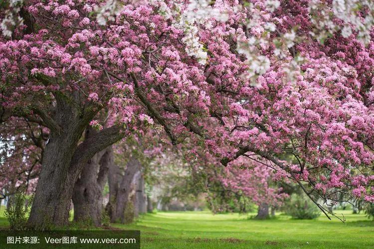 #对春天花粉过敏怎么办#花粉过敏主要是对鼻、眼、呼吸道、皮肤发生过敏反应。表现为
