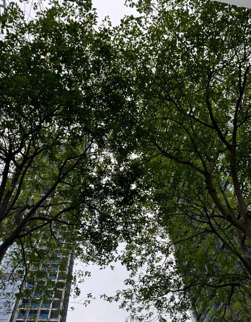 心情和天气一样都是灰色🌫️
深圳天气  ​​​