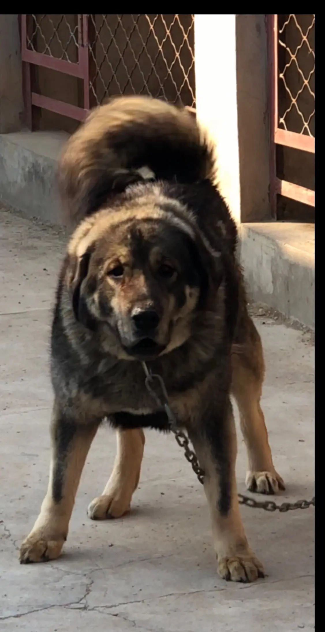 旺财 獒犬 牧区原生藏獒