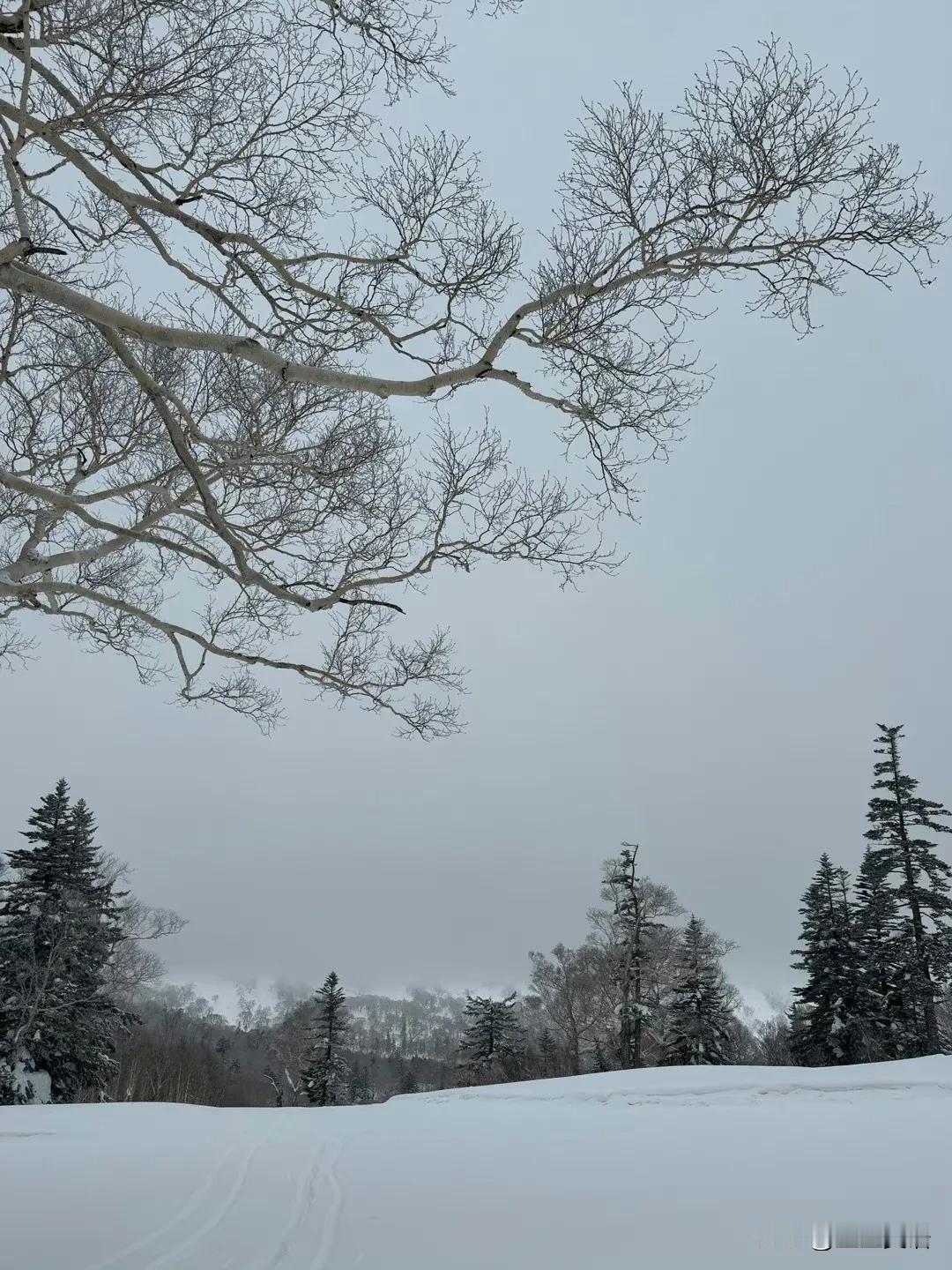 又是一年春来到，即使雨雪霏霏，寒冷异常，也抵挡不了春天的脚步。看，那墙角的迎春花