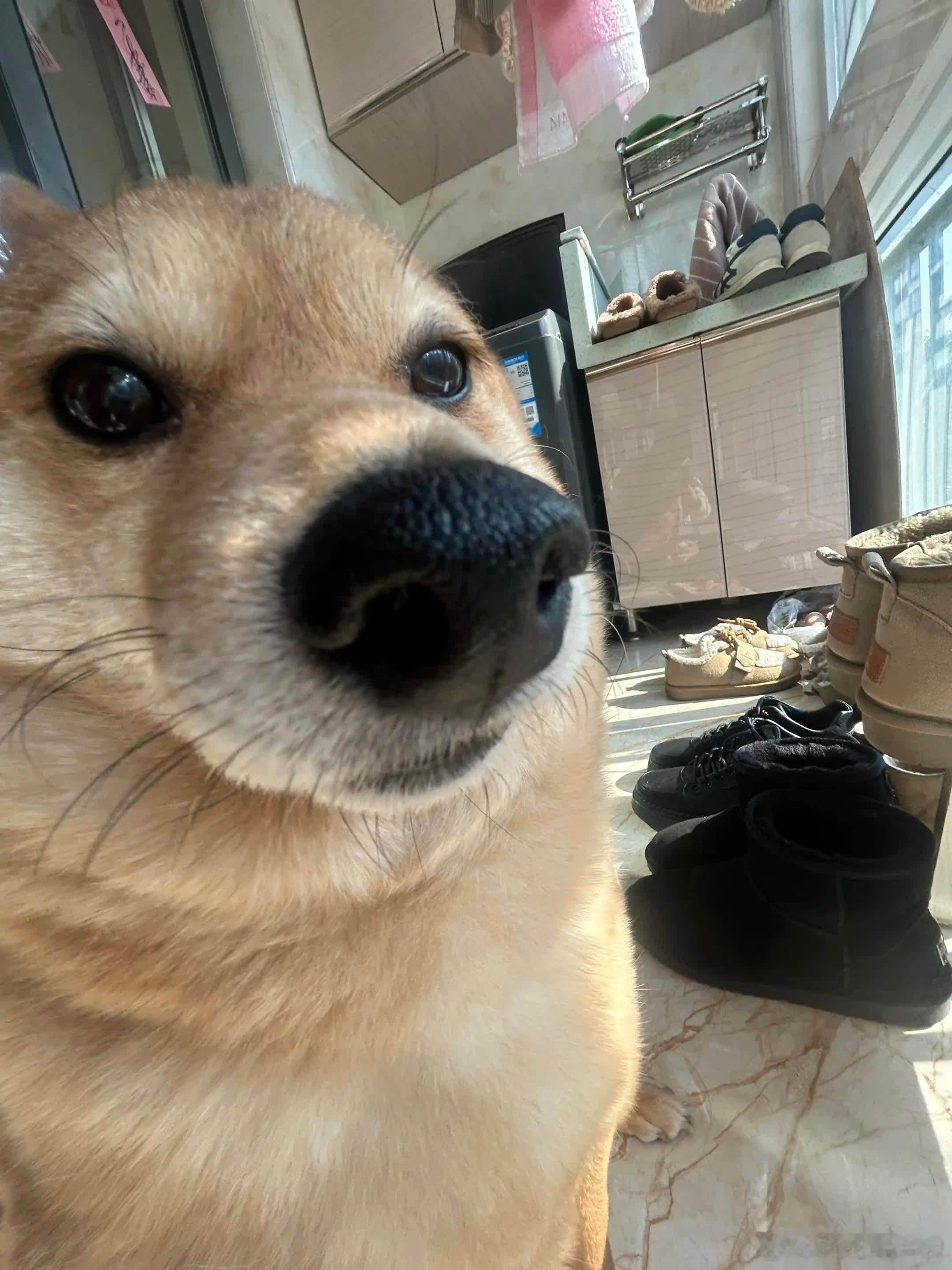 是哪头猪没回我消息呀。萌宠宠物
