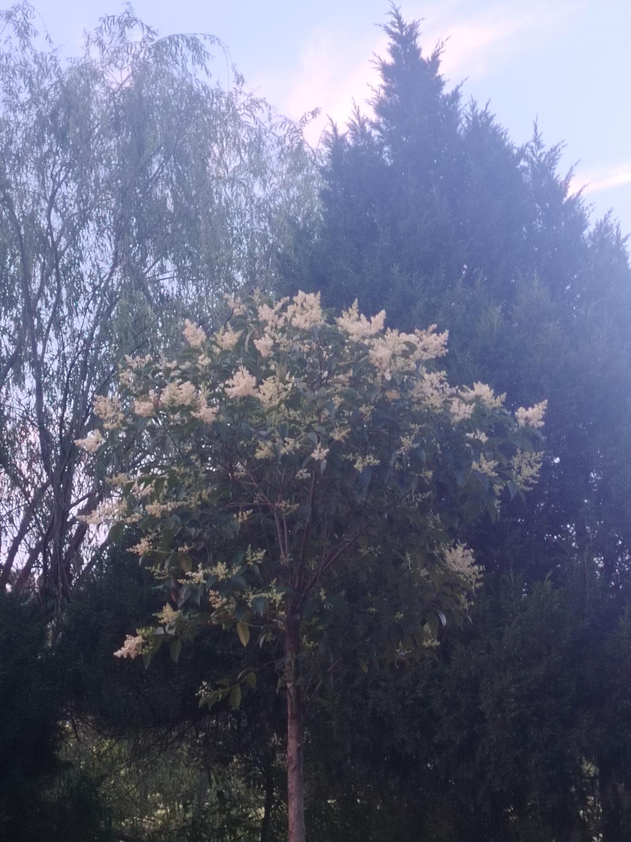 夏日真是个充满惊喜的季节，这不，大叶女贞子花开了，那香气简直绝了，老远就能闻到。