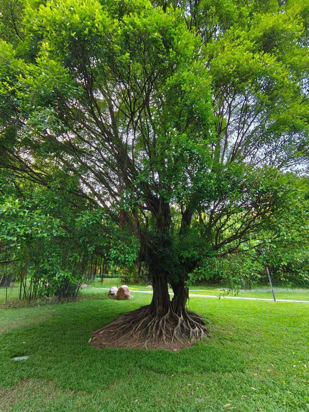 谁还没去天河公园吸氧啊！免费又治愈🌳地铁11/13/21号线「天河公园站」B/