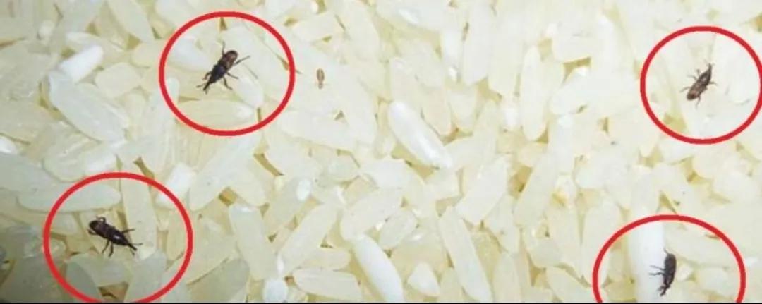 如果去除大米中的虫虫？
两天前偶尔发现家里存的两袋大米（每袋重5公斤）在没有拆口