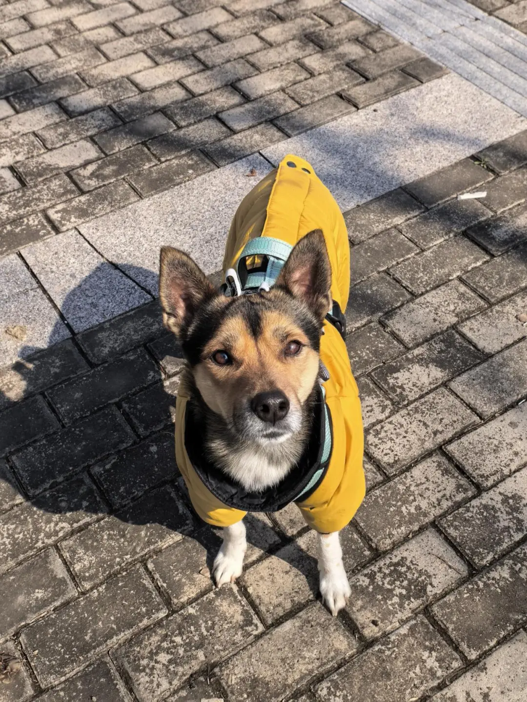 小狗的爱永远真诚而热烈