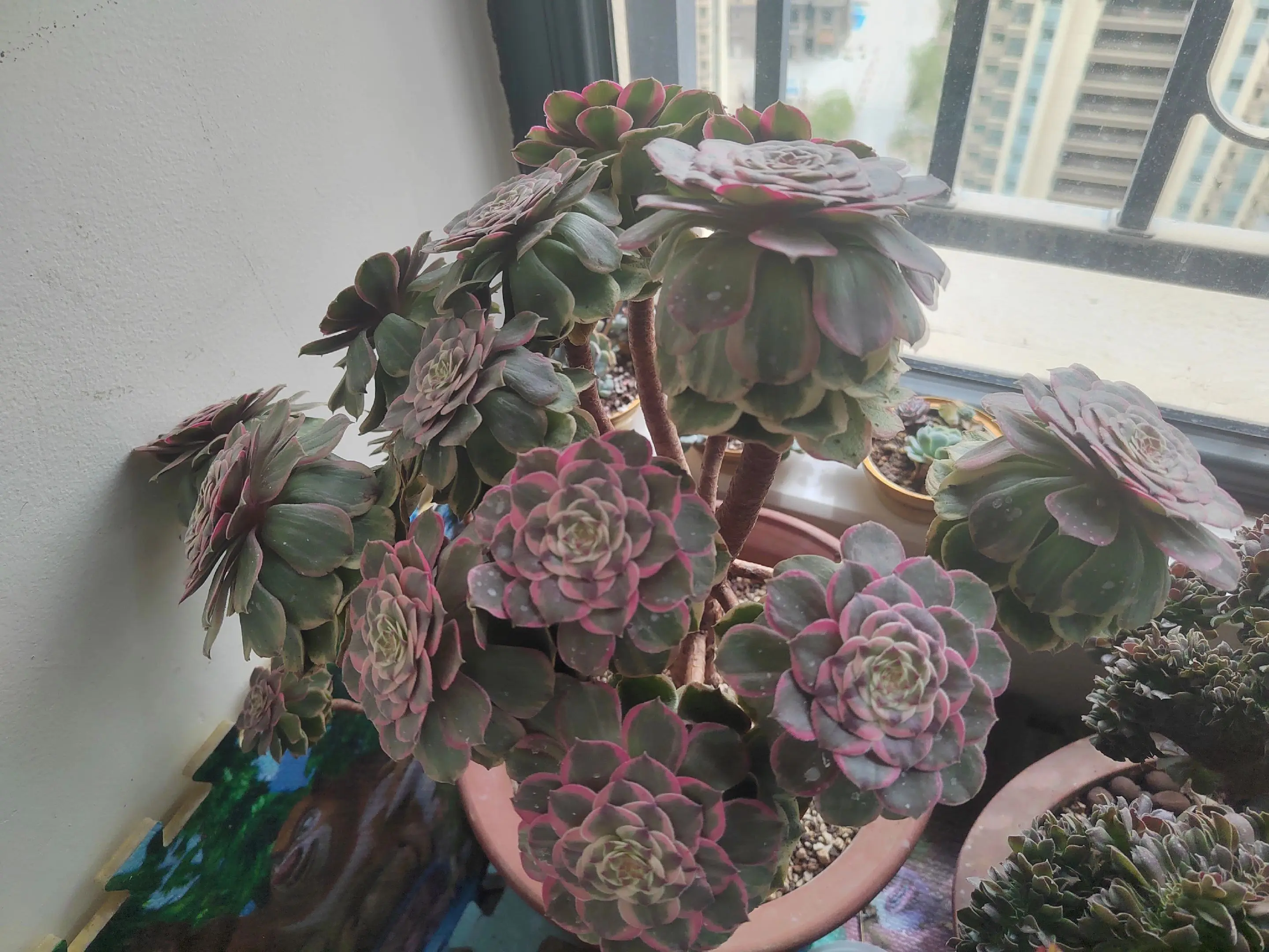 你家里养的最美花是什么