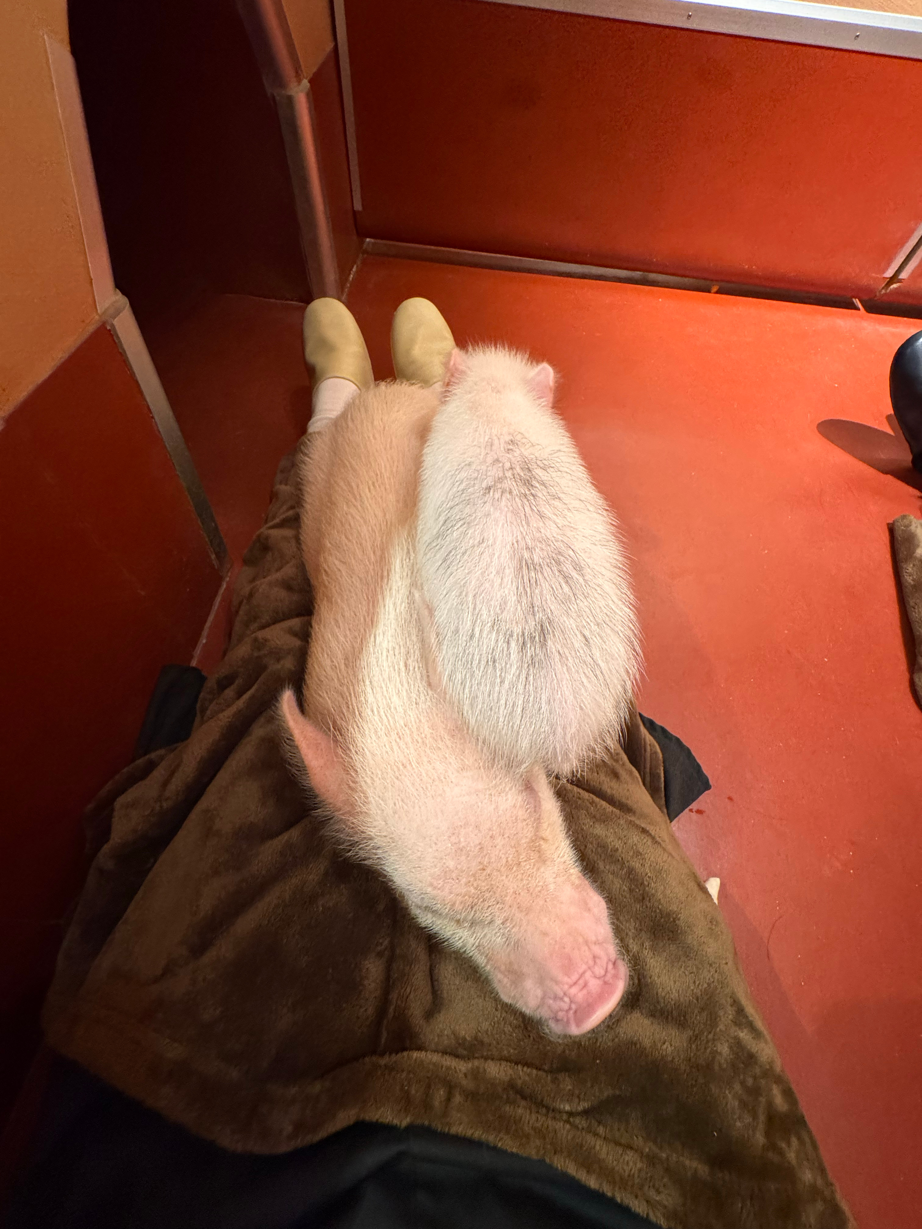 挑战在猪猪身上放猫pang不被发现 日本·pignic cafe