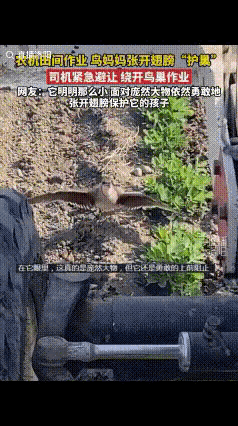 广东一名男子驾驶农机在田间作业，行到田垄中段时，一只鸟突然落到农机正前方，张开翅