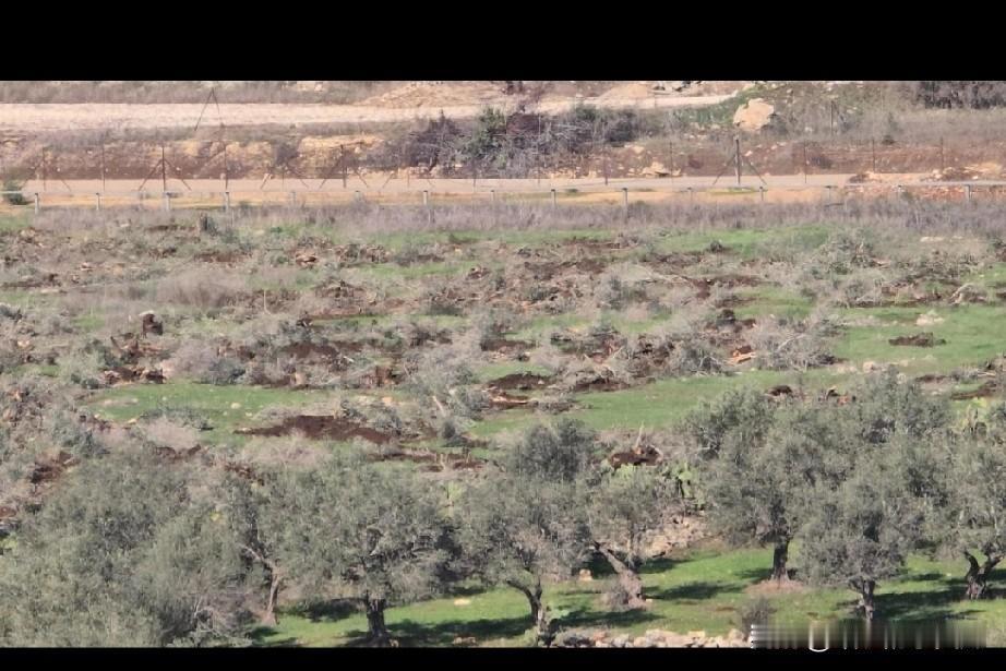 以色列占领军在被占领的约旦河西岸村庄拔除了大量结果实的橄榄树，一步步鲸吞蚕食。