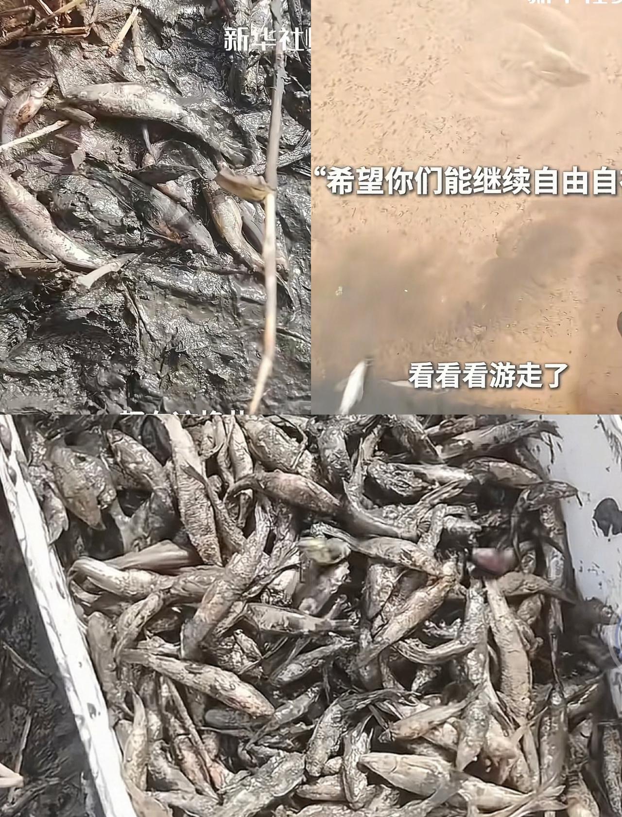 新疆女子路边救鱼，

网友惊呼奇迹，

干涸水沟暗藏玄机。

十月底新疆塔里木河