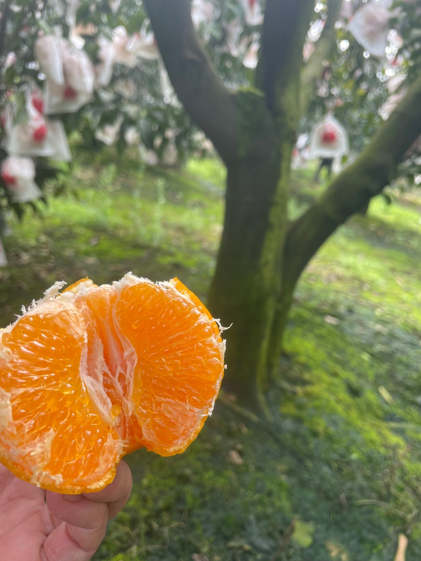[#海南君选# ] 『四川春见耙耙柑 清新柔嫩 甜酸可口 前期微酸 随季节推移越
